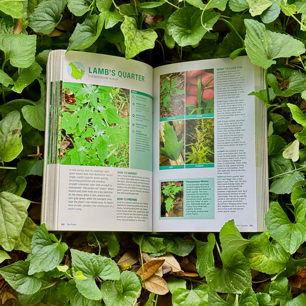 Interior of foraging book, showing lamb's quarter plant