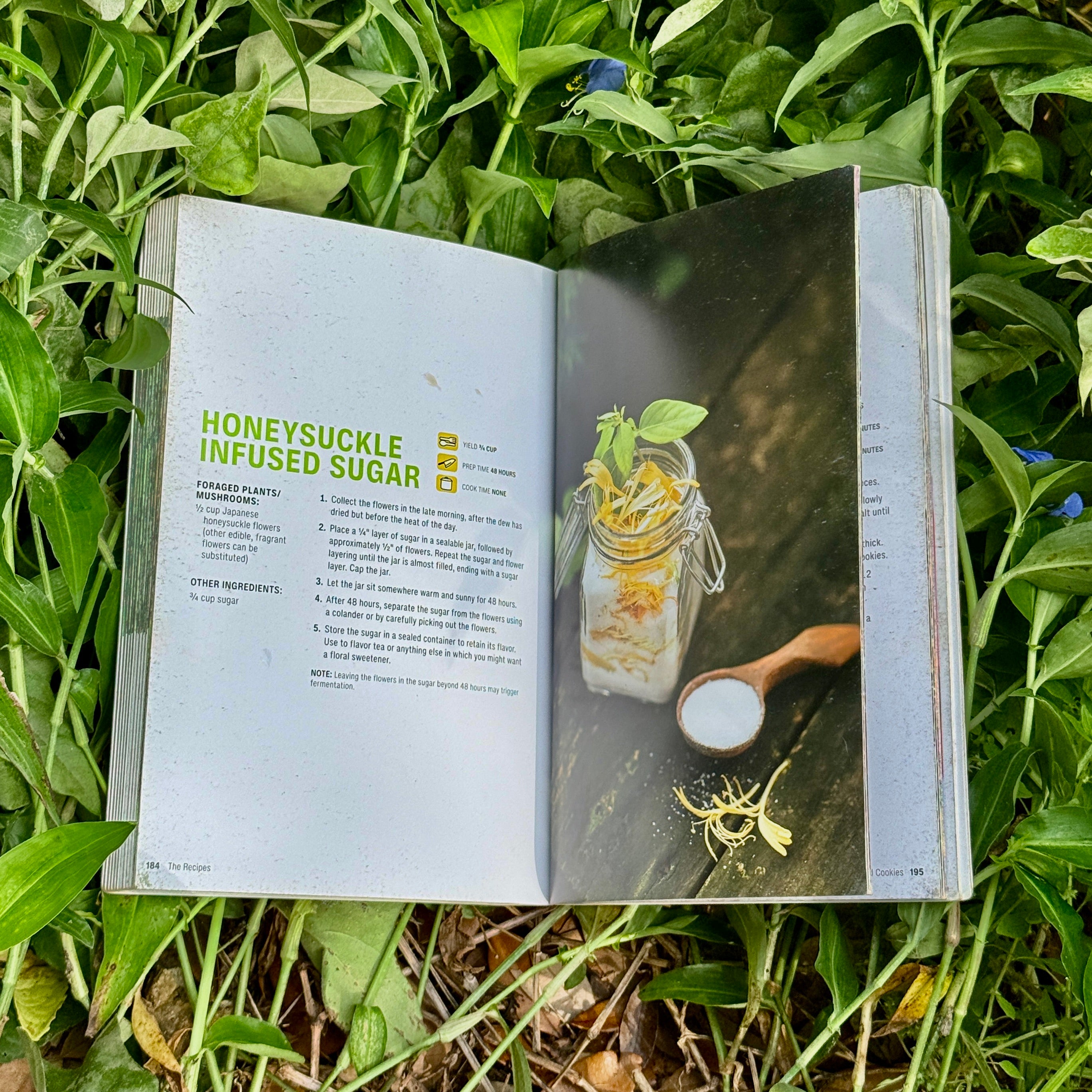 Interior of foraging book showing honeysuckle
